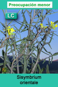 Sisymbrium orientale