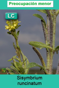 Sisymbrium runcinatum