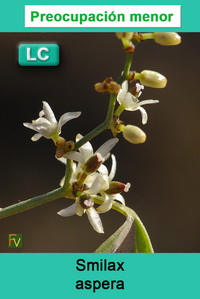 Smilax aspera