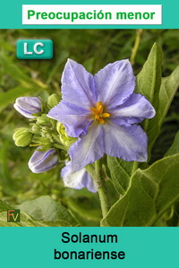 Solanum bonariense