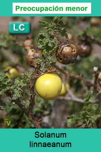Solanum linnaeanum