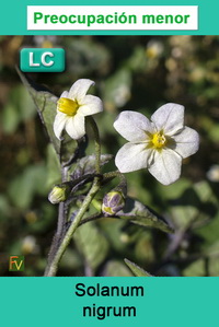 Solanum nigrum