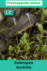 Solenopsis laurentia