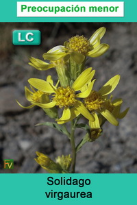 Solidago virgaurea