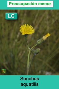 Sonchus aquatilis