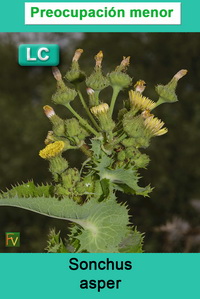 Sonchus asper