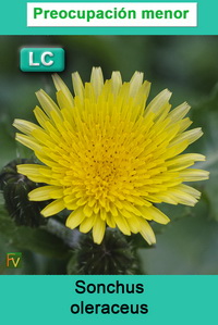 Sonchus oleraceus