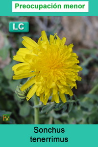 Sonchus tenerrimus