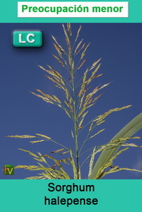 Sorghum halepense