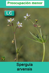 Spergula arvensis