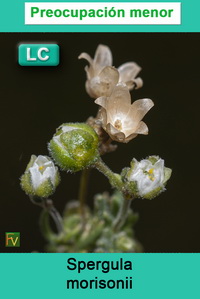 Spergula morisonii