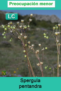 Spergula pentandra