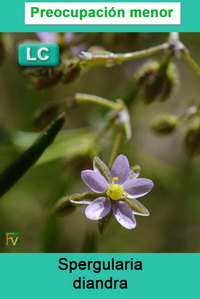 Spergularia diandra