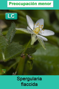 Spergularia flaccida