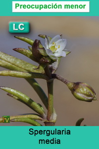 Spergularia media