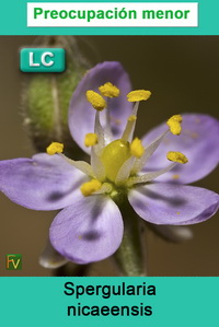 Spergularia nicaeensis