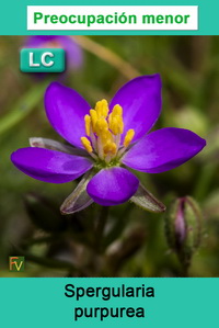 Spergularia purpurea