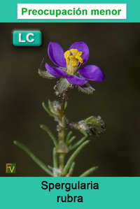 Spergularia rubra