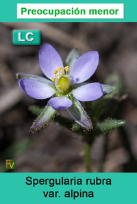 Spergularia rubra alpina