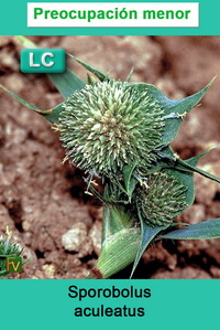 Sporobolus aculeatus