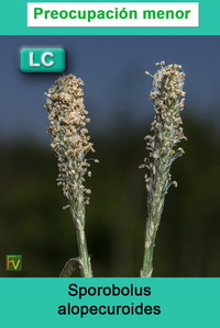 Sporobolus alopecuroides