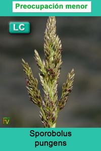 Sporobolus pungens