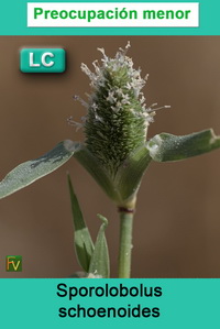 Sporolobolus schoenoides