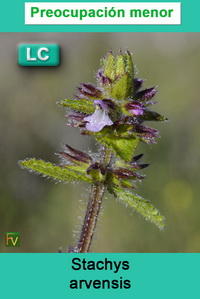 Stachys arvensis