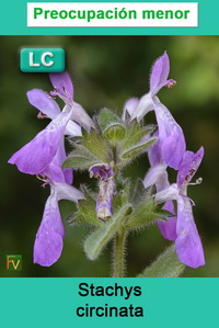 Stachys circinata