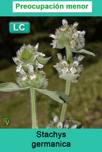 Stachys germanica