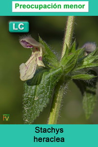 Stachys heraclea
