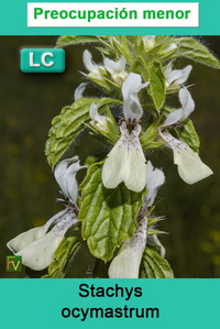 Stachys ocymastrum