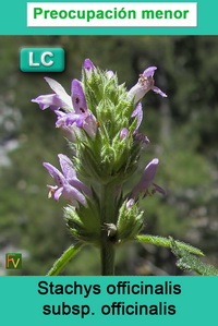 Stachys officinalis officinalis