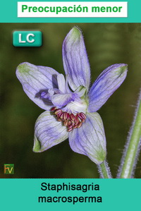 Staphisagria macrosperma