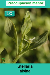 Stellaria alsine