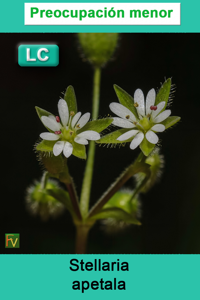 Stellaria apetala