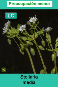 Stellaria media