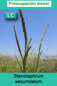 Stenotaphrum secumdatum