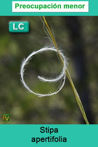 Stipa apertifolia