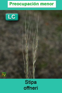 Stipa offneri