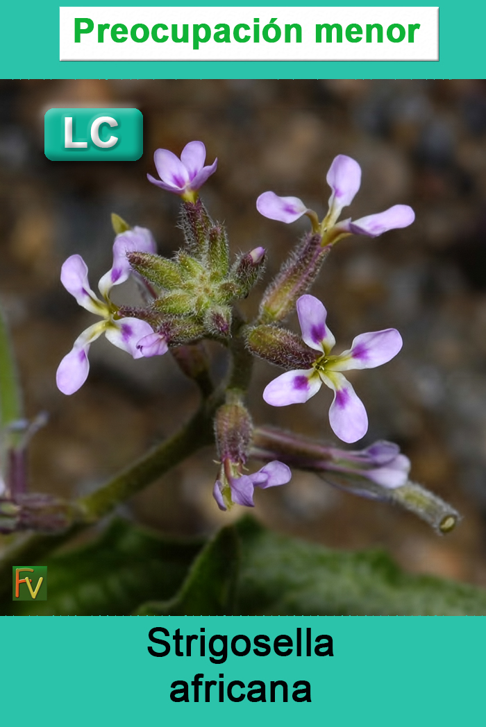 Strigosella africana