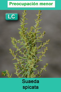 Suaeda spicata