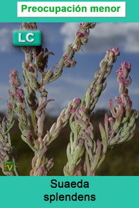 Suaeda splendens