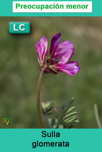 Sulla glomerata