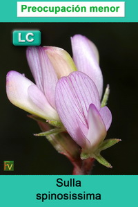 Sulla spinosissima