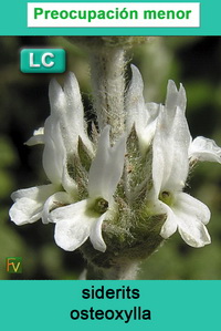 siderits osteoxylla