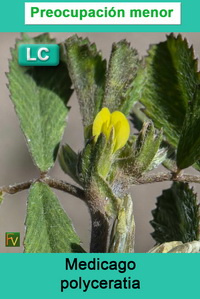 Medicago polyceratia