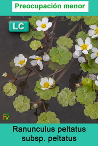 Ranunculus peltatus peltatus