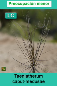Taeniatherum caput medusae