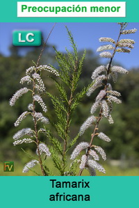 Tamarix africana